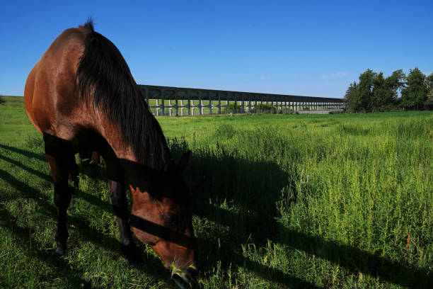 Brooks Aqueduct - A part of Alberta's Past - 1914