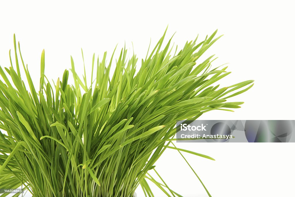 Healthy grass Agricultural Field Stock Photo