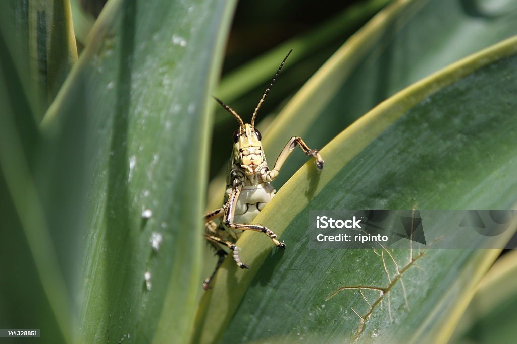 Locust/Sauterelle sur "Agave. - Photo de Agave libre de droits