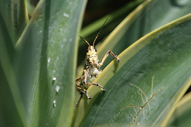 саранча/кузнечик на агавы кабельной системы. - giant grasshopper стоковые фото и изображения