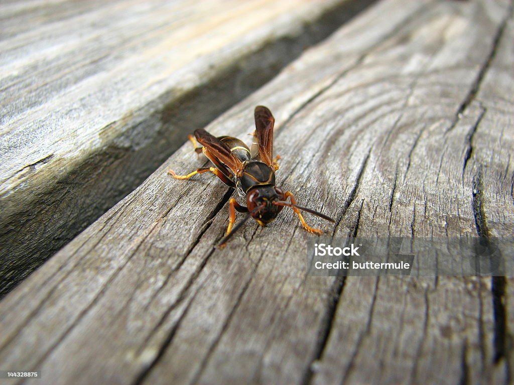 Hornet na pokład - Zbiór zdjęć royalty-free (Fotografika)