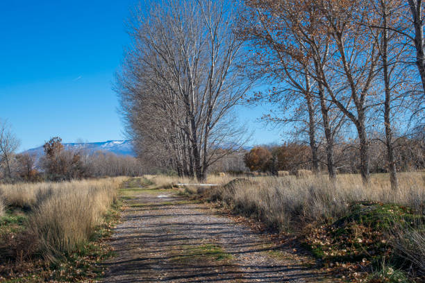Rural road lined with bare cottonwoods on the right side and mountains in the far distance on a sunny late fall morning in western Colorado.