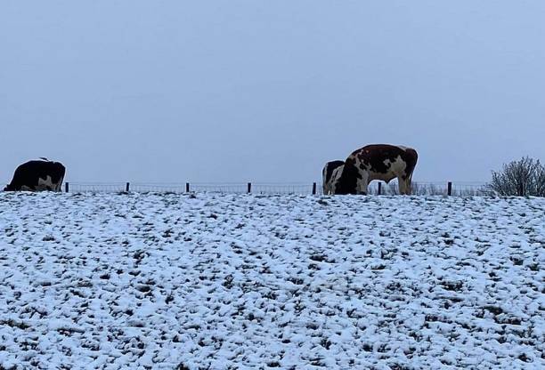 istock A winter landscape with Dutch cows 1443289799
