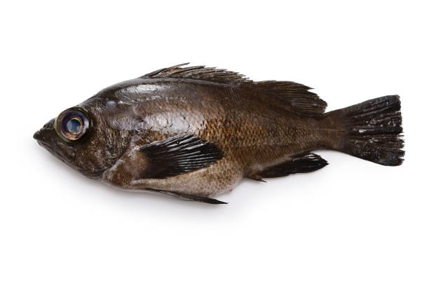 istock brown rockfish isolated on white background 1443289813