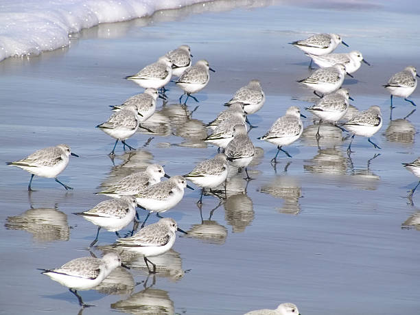 Sanderlings Flock of sanderlings foraging in front of the surf at Cannon Beach, Oregon. sanderling calidris alba stock pictures, royalty-free photos & images