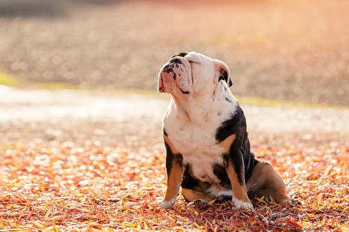 Black tri-color  English British Bulldog Dog out for a walk looking up sitting in the grass on Autumn sunny day at sunset