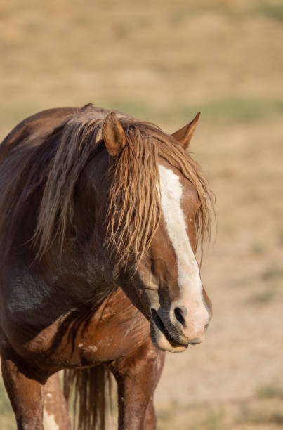 istock Wild Horse in the Utah Desert 1443291359
