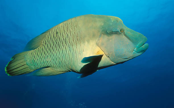 napoleon fish napoleon fish humphead wrasse stock pictures, royalty-free photos & images