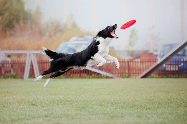 istock Dog catching flying disk in jump, pet playing outdoors in a park. Sporting event, achievement in sport 1443291749