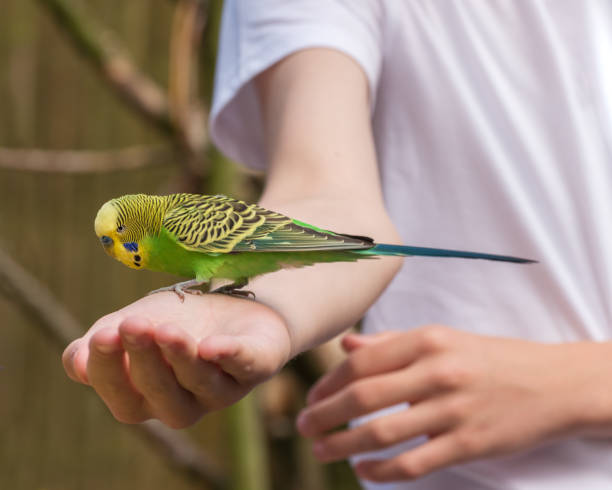 istock Budgerigar, a small, long-tailed, seed-eating parrot is on the boys hand 1443291880