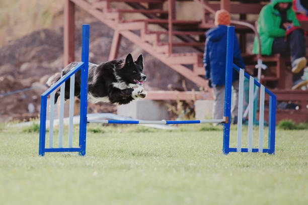 istock Dog catching flying disk in jump, pet playing outdoors in a park. Sporting event, achievement in sport 1443292019