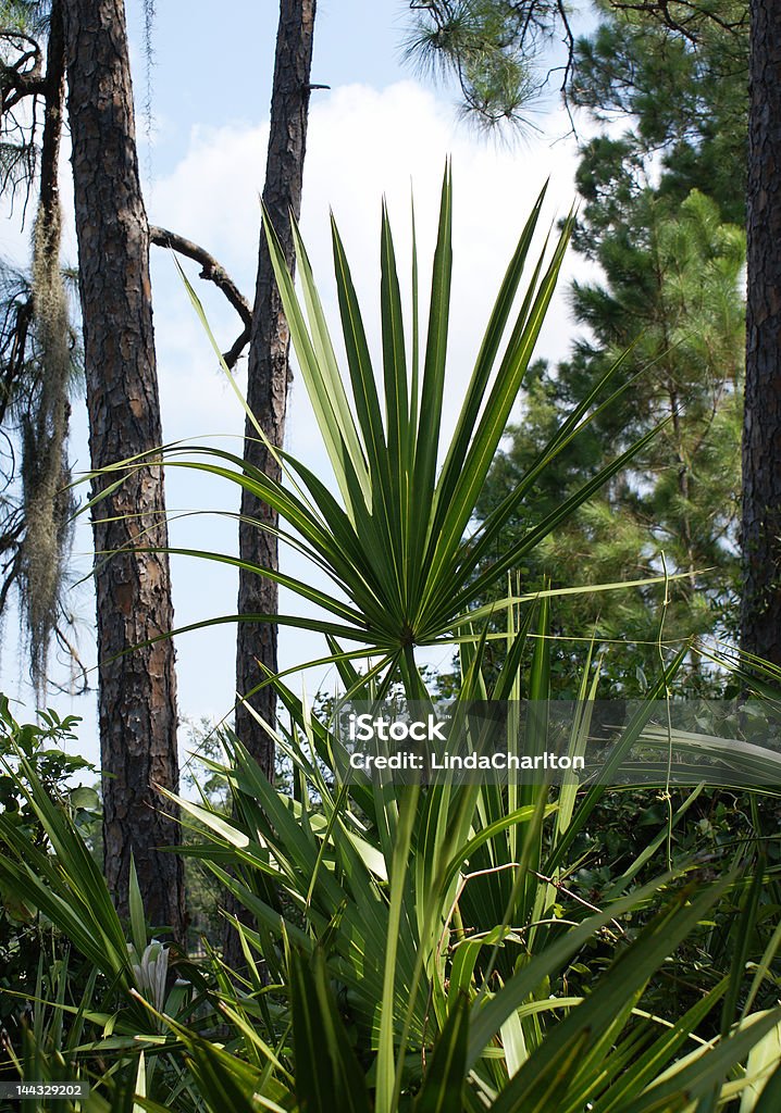 Palmito salvaje - Foto de stock de Aire libre libre de derechos