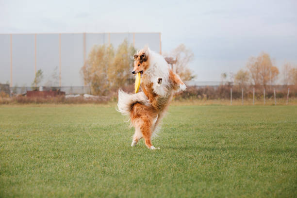dog in grassy field, beautiful natural landscape, rolling hills, cloudy sky, outdoor adventure, playful pet, energetic canine, vibrant colors, tranquil scene, exploring nature