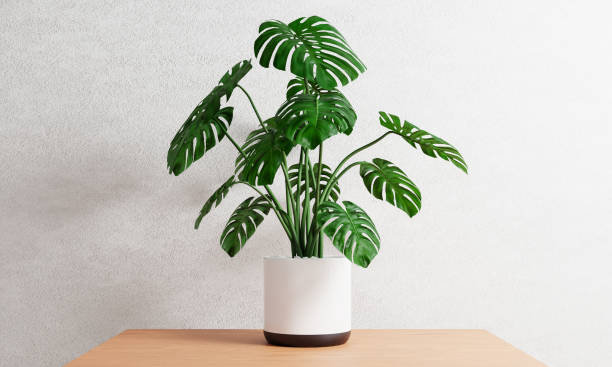 istock Monstera in plant pot on table inside house with white concrete background. Botanical nature and decor concept. 3D illustration rendering 1443294755