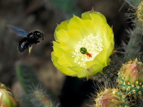 Macro a carpenter bee in flight close to a yellow flower of cactus