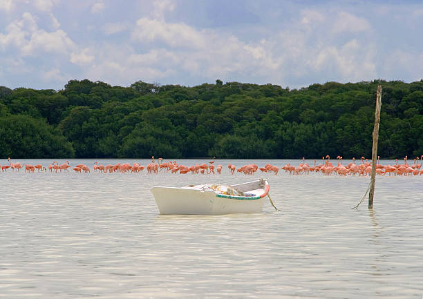 Caribbean Flamingos in the 'Parque Natural del Flamenco Mexicano de Celestun' (Celestun national parc)