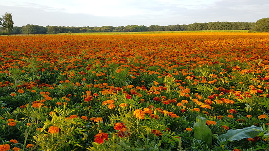 View on field with marigold flowers