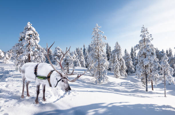 White reindeer in the snow. Winter landscape with white reindeer in traditional harness, standing in the snowy forest on a beautiful sunny day. Christmas concept.  Horned animal in Finland, Lapland. finnish lapland stock pictures, royalty-free photos & images