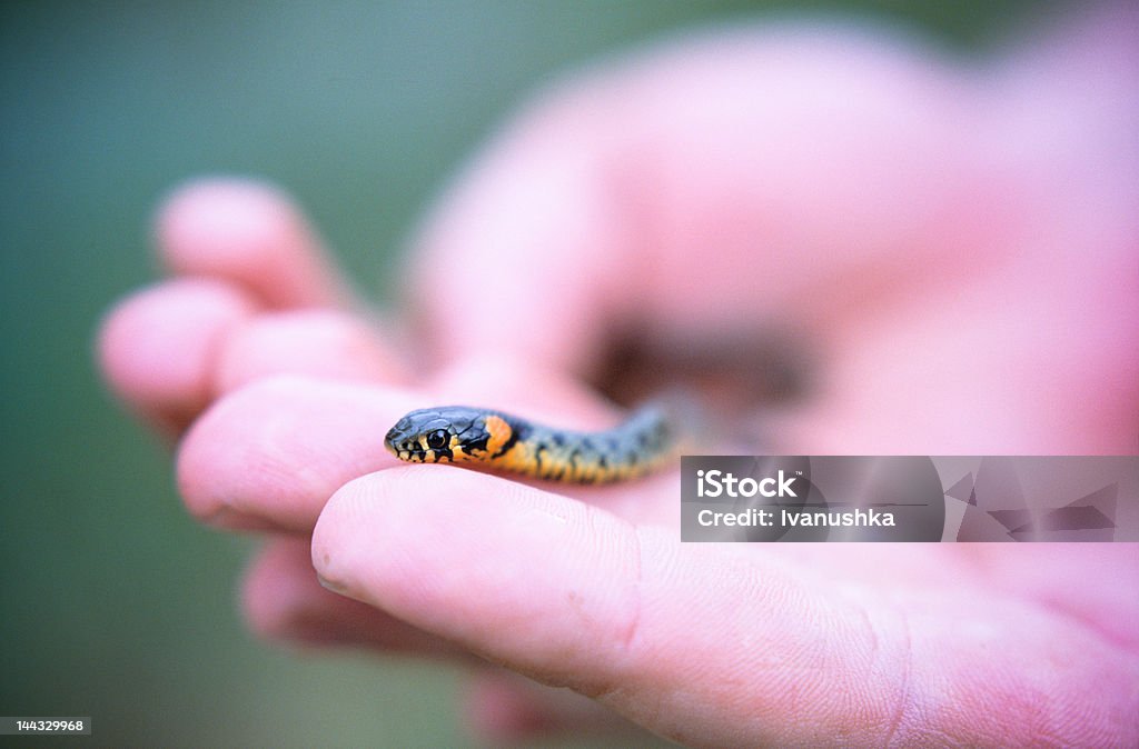 Kleine Schlange - Lizenzfrei Angst Stock-Foto