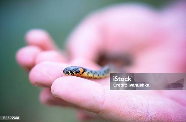 Mały Snake - zdjęcia stockowe i więcej obrazów Błyszczący - Błyszczący, Część ciała zwierzęcia, Fobia