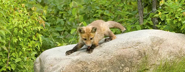 Red fox kit playing on a rock.Photographed at den site in Northern Minnesota.