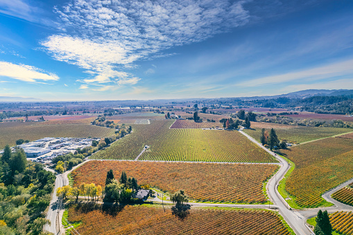 Aerial view of fall colors in at vineyard in  Healdsburg on a sunny day.