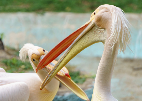 Great white pelicans (Pelecanus onocrotalus) having fun- intimate moment- after bath