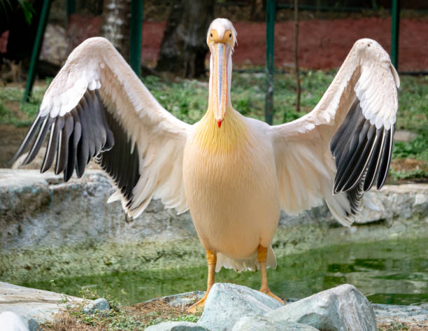 большой белый пеликан принимает солнечные ванны с открытыми крыльями. - love life стоковые фото и изображения