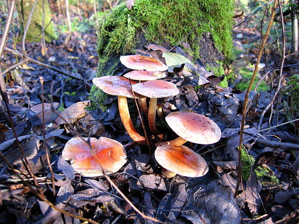 マッシュルーム - magic mushroom moss autumn outdoors ストックフォトと画像