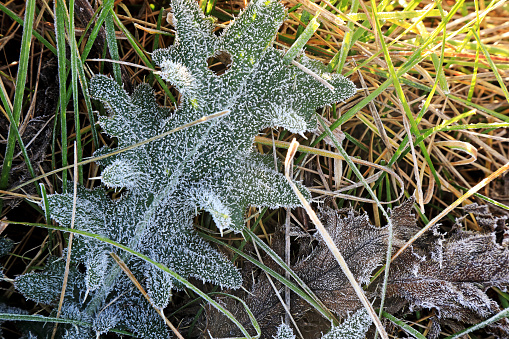 the first frozen leaves on the ground