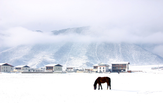 Plateau pasture in Shangri-la in Winter