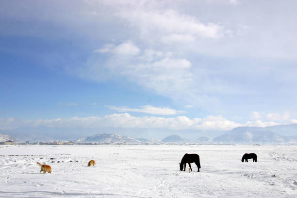 Plateau pasture in Shangri-la in Winter