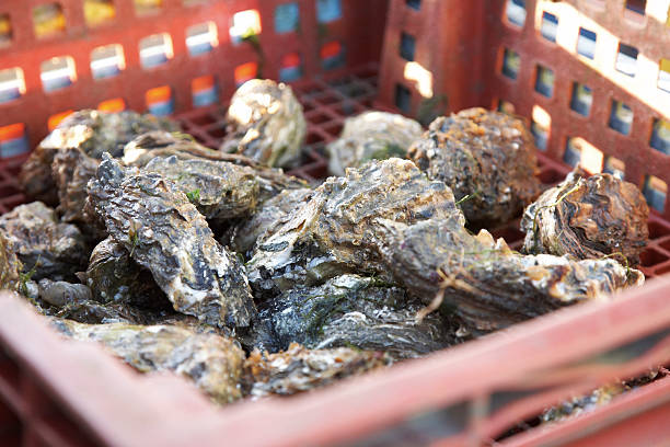 Oysters in a crate stock photo