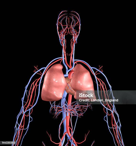Foto de Coração E Pulmões e mais fotos de stock de Agressão - Agressão, Anatomia, Artéria