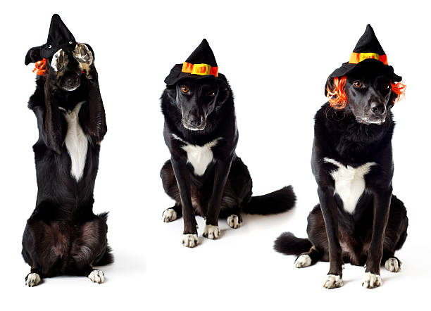 istock Isolated Border Collie Dog wearing Witch costume 144330315