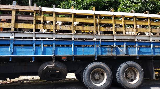 istock Livestock Costa Rica 1443303489
