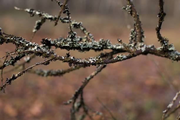 Young man hand in protective glove holding wire brush and brushing apple tree from dry lichen.