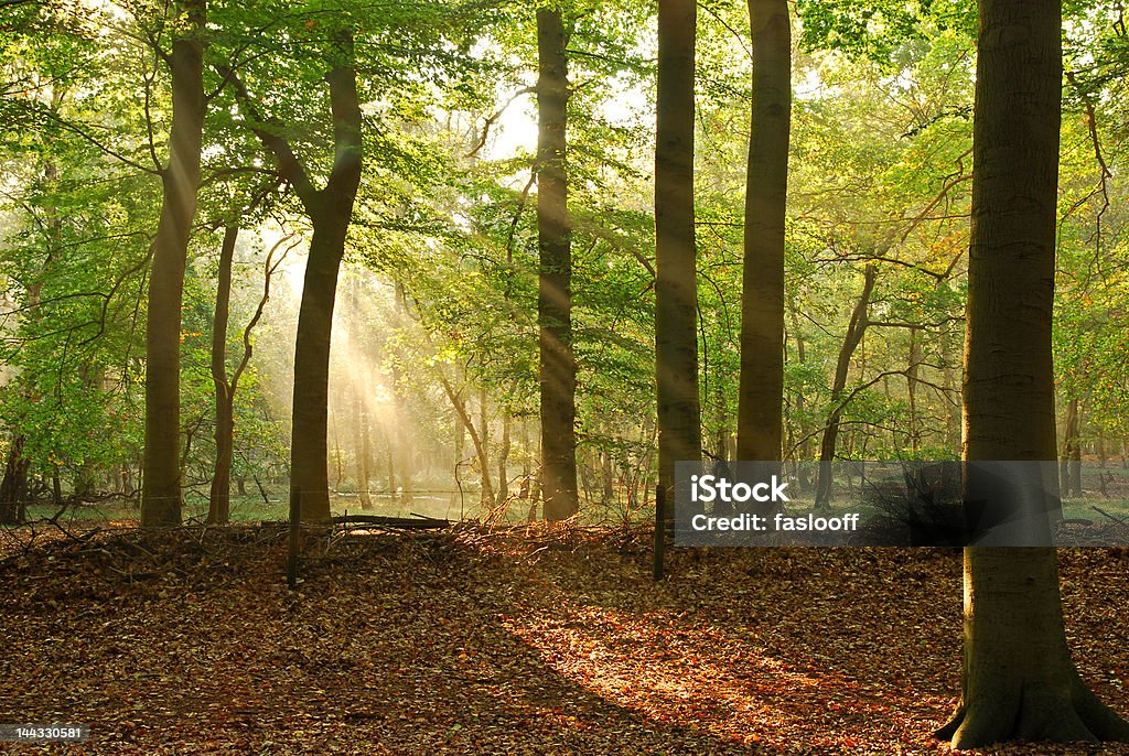 Sunbeams w jesień Las - Zbiór zdjęć royalty-free (Brązowy)