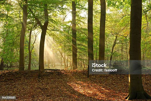 Sunbeams W Jesień Las - zdjęcia stockowe i więcej obrazów Brązowy - Brązowy, Buk - drzewo, Błyszczący