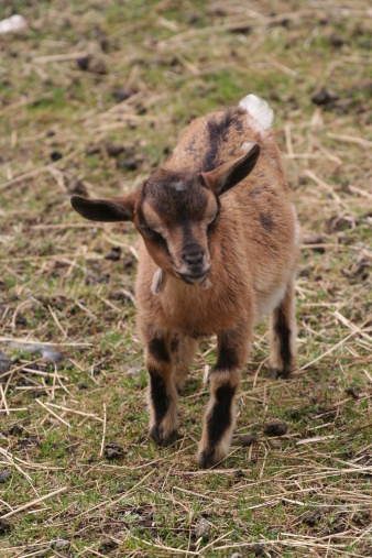 young and small goat of mountain.