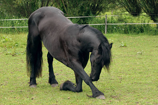 Horse bow A trained Friesian horse doing circus tricks. animal tricks stock pictures, royalty-free photos & images