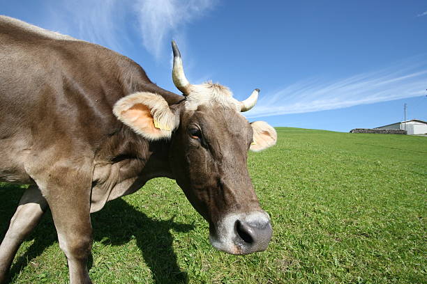 Happy cow stock photo