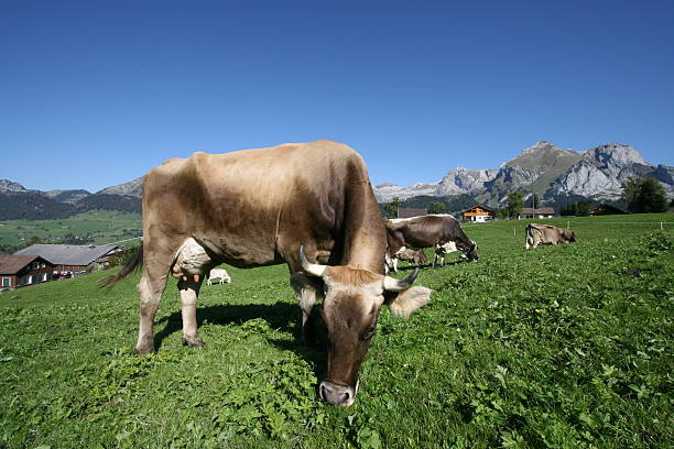 happy cow stock photo