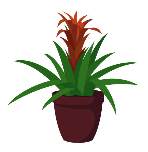 home pflanze in flowerpot, isoliert auf weißem hintergrund - bromeliad stock-grafiken, -clipart, -cartoons und -symbole