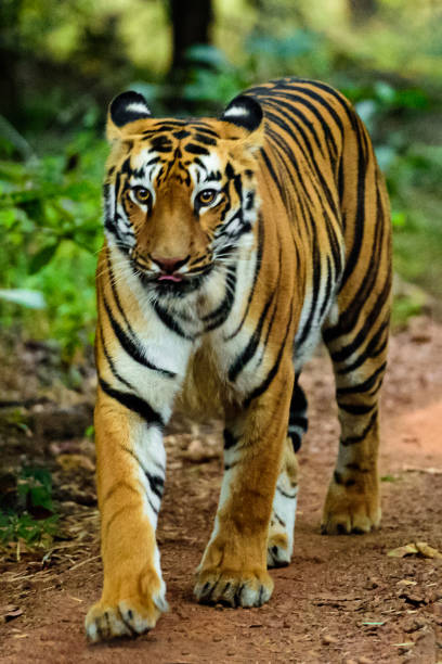 Tigress walk stock photo
