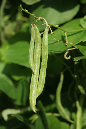 Growing pods of a scarlet runner bean plant