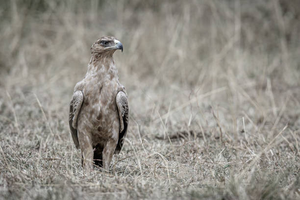 Snake Eagle portrait on grassland. stock photo