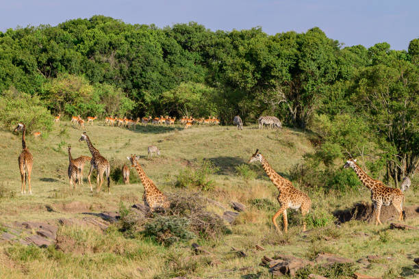 Giraffe, Zebra, Impala, in Maasai Mara, Kenya stock photo