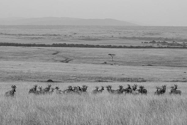 Topi antelope in Maasai Mara, Kenya stock photo