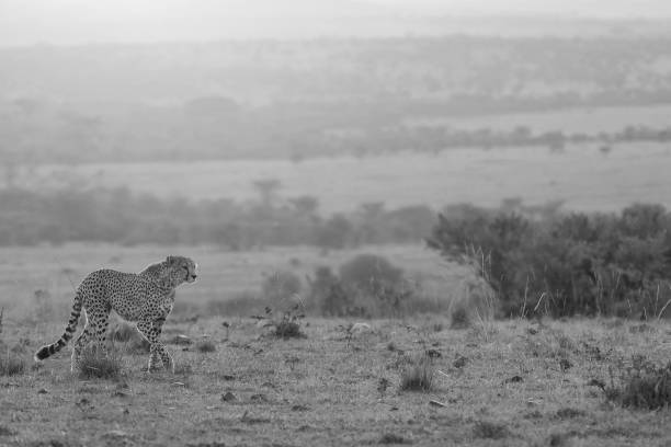 Cheetah in the landscape of Masai Mara, Kenya stock photo